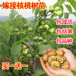 核桃苗嫁接薄皮核桃果树苗8518核桃树南北方种植盆栽地栽当年结果