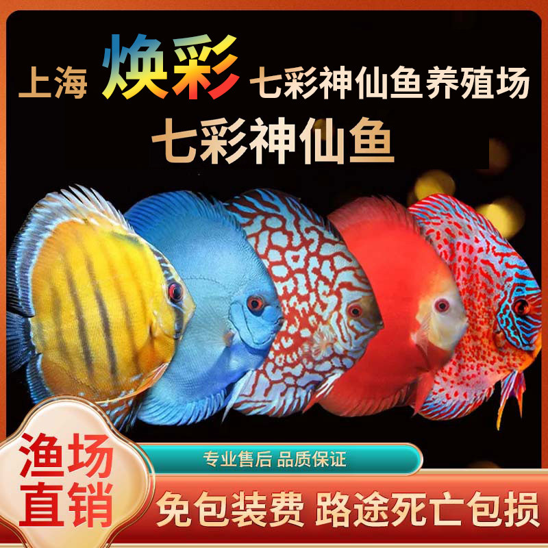 七彩神仙鱼天子兰财神鱼红钻热带淡水活体观赏鱼
