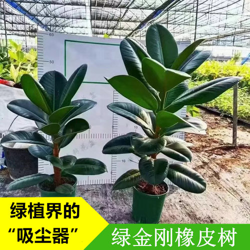 桌面小盆栽绿植绿金刚橡皮树