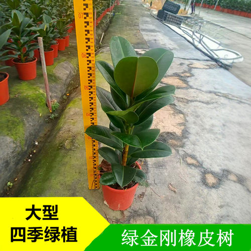 绿金刚橡皮树大盆栽四季常青