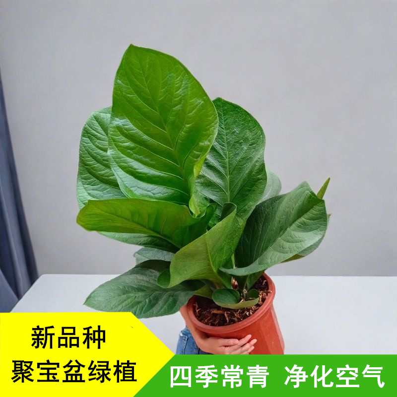 大叶观叶聚宝盆室内净化空气