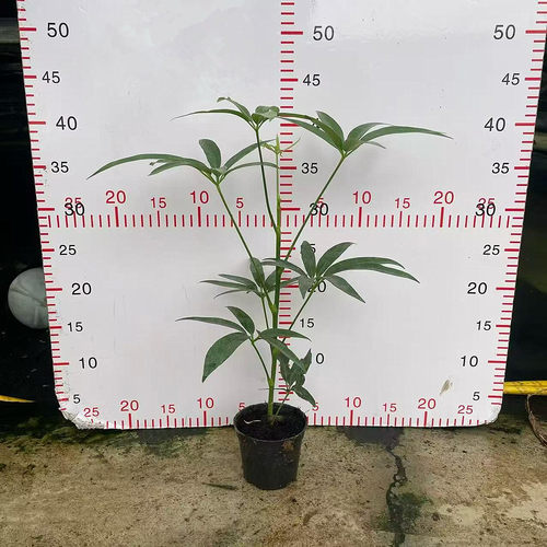 叶伞夏威夷鹅掌柴植物