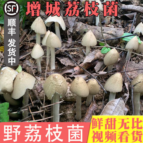 增城荔枝菌蕾仔新鲜野生菌五月春五月菇夏至菇广东荔枝菌500g顺丰