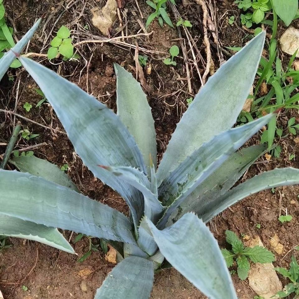 龙舌兰庭院多肉花卉剑麻植物盆栽大型绿植/成品组合盆