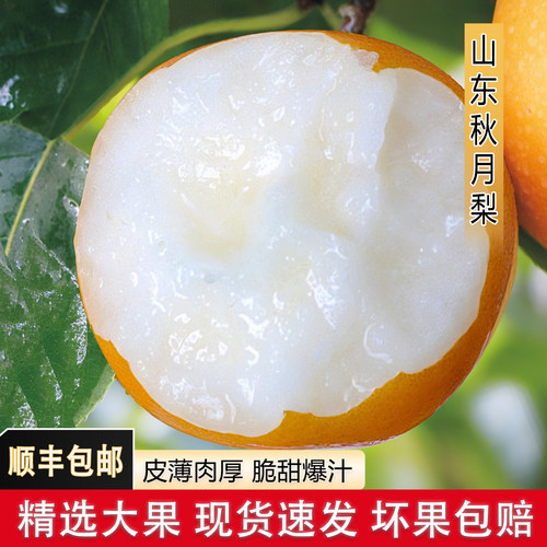 山东秋月梨特大果现摘现发发顺丰
