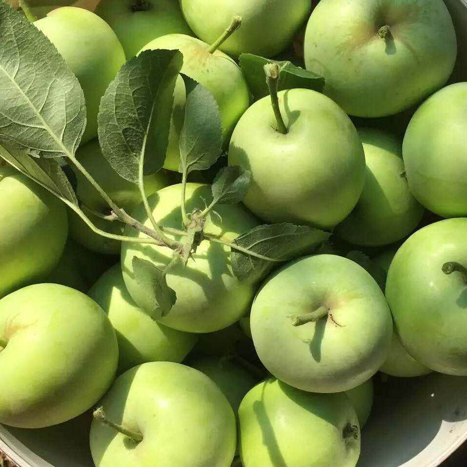 山东金帅青苹果新鲜应季水果酸甜脆苹果老人孕妇水果整箱包邮