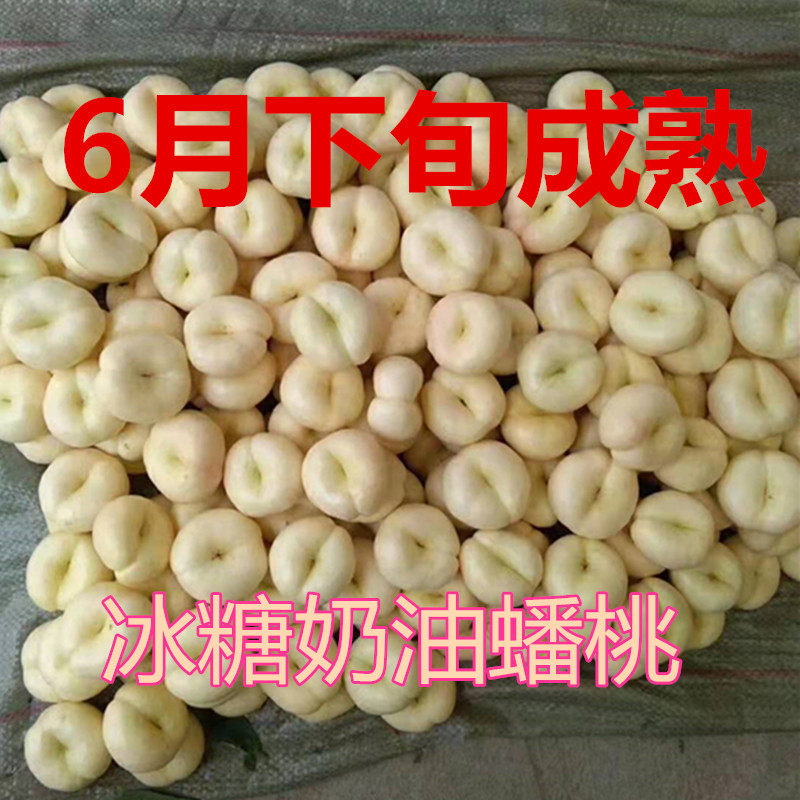 蒙阴蜜桃甜桃新鲜应季水果奶油白蟠桃黄油蟠桃扁桃顺丰包邮实惠装