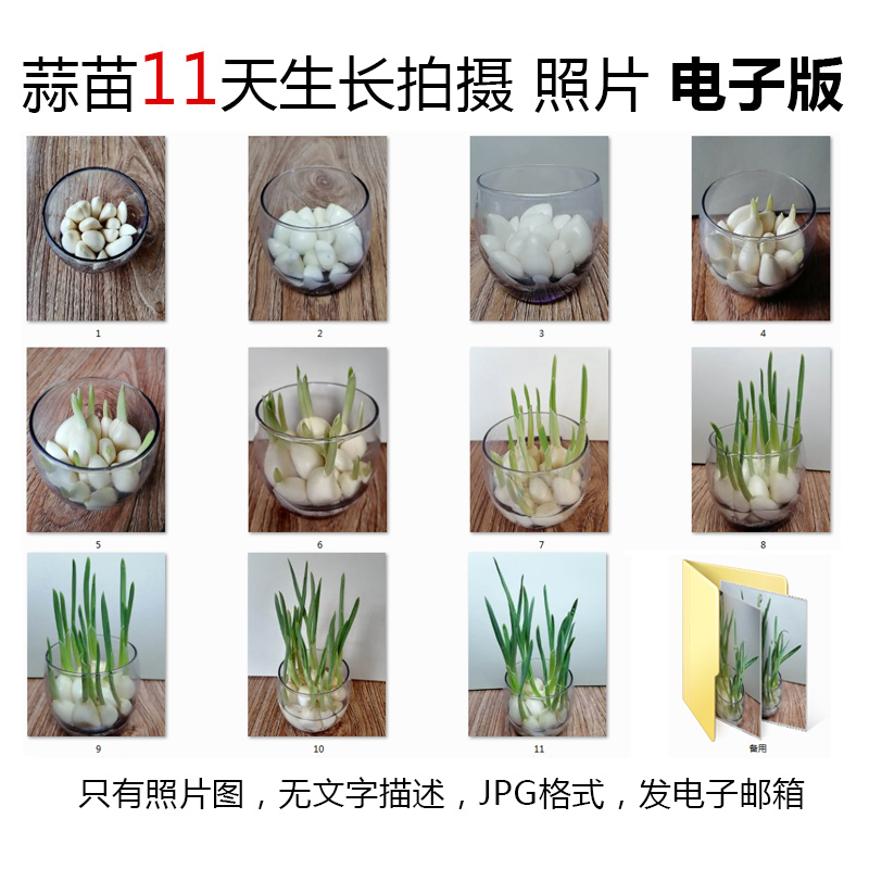p11大蒜水培植物生长jpg图片素材--蒜苗成长观察记11天照片