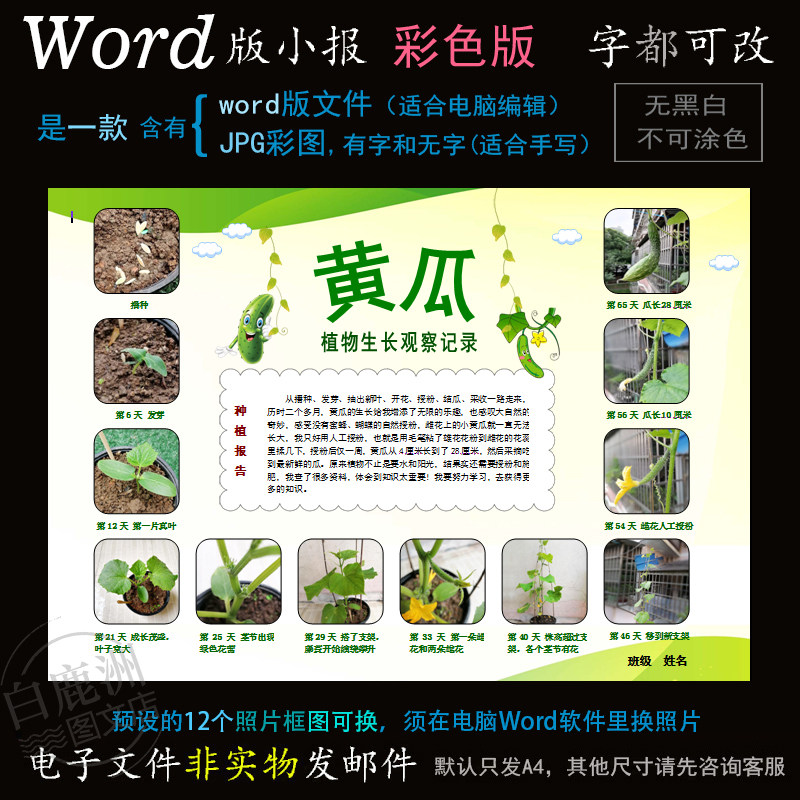 z138黄瓜生长电子小报word模板电脑手抄报植物蔬菜种子成长简报