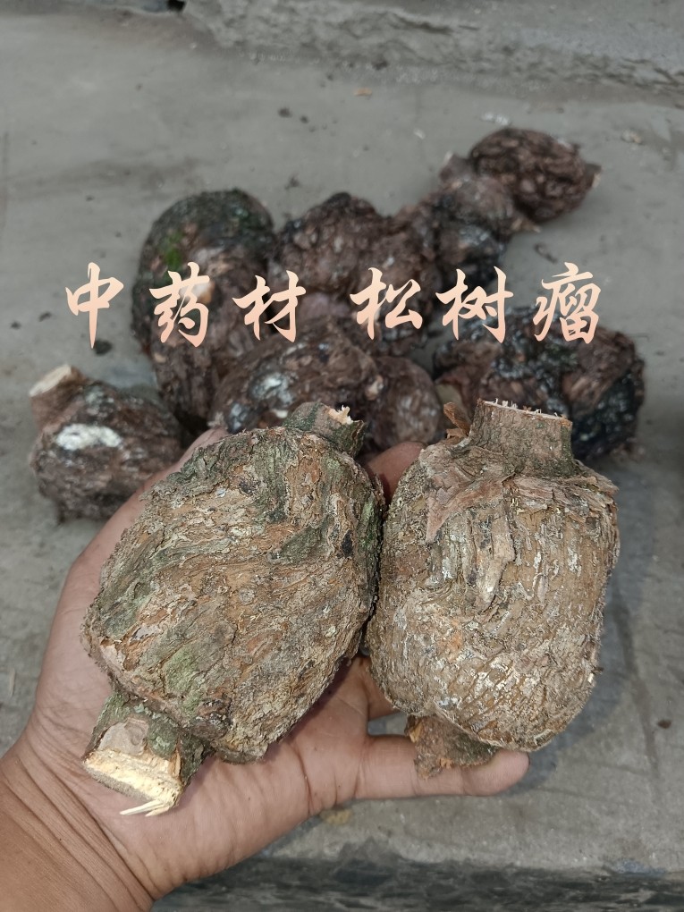 正宗松榔头 中药材松结松节松树瘤药材 包邮现采新鲜黄松瘤