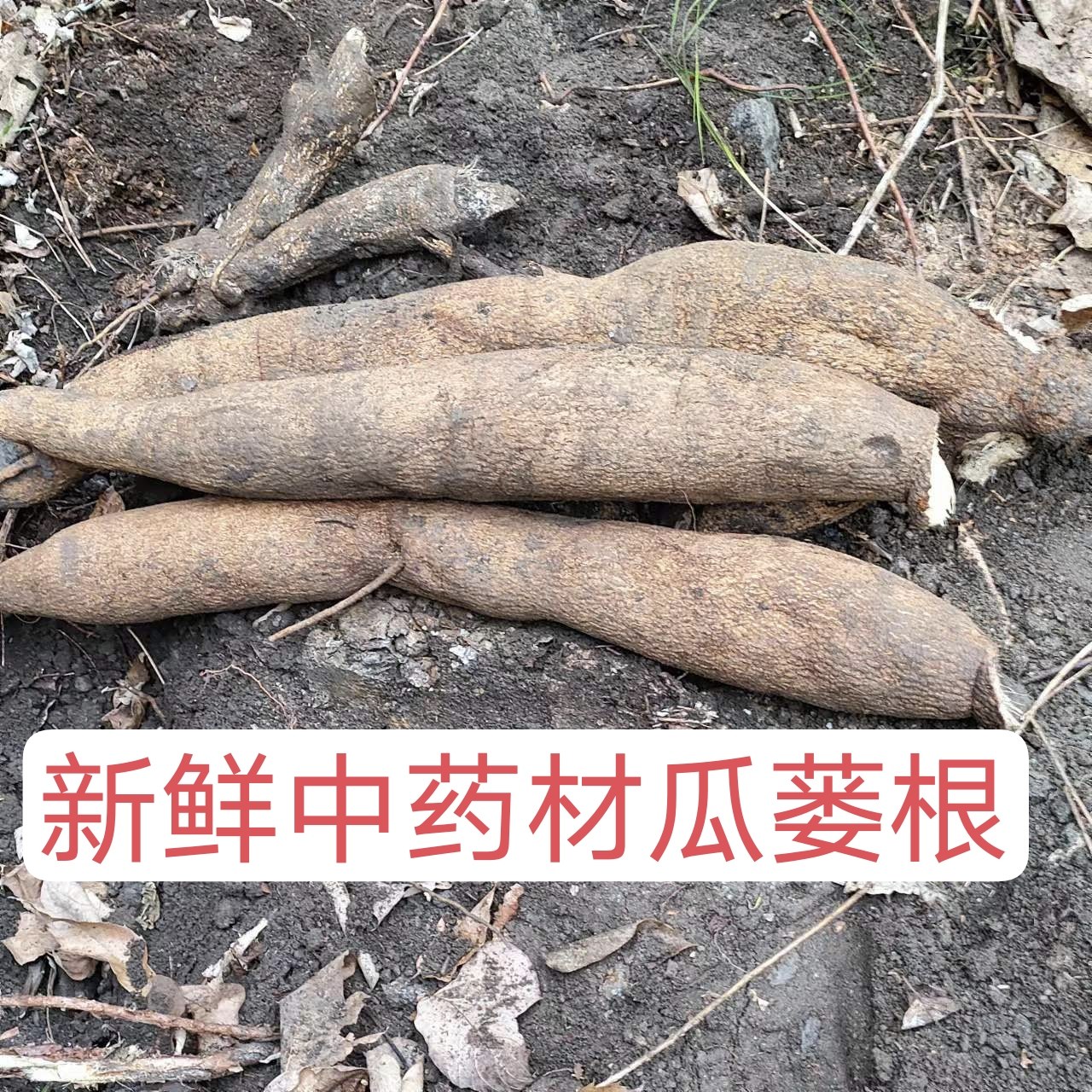 新鲜瓜蒌根栝楼蒌瓜中药瓜蒌粉原根原生态深山现挖现发