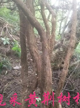中药材新鲜黄荆根 现挖荆条树根五指柑树根中草药新鲜黄荆树根
