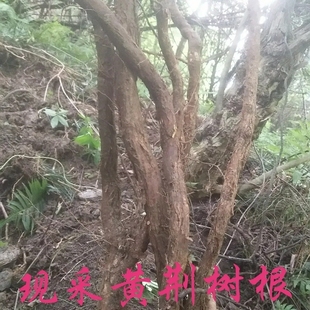 中药材新鲜黄荆根 现挖荆条树根五指柑树根中草药新鲜黄荆树根
