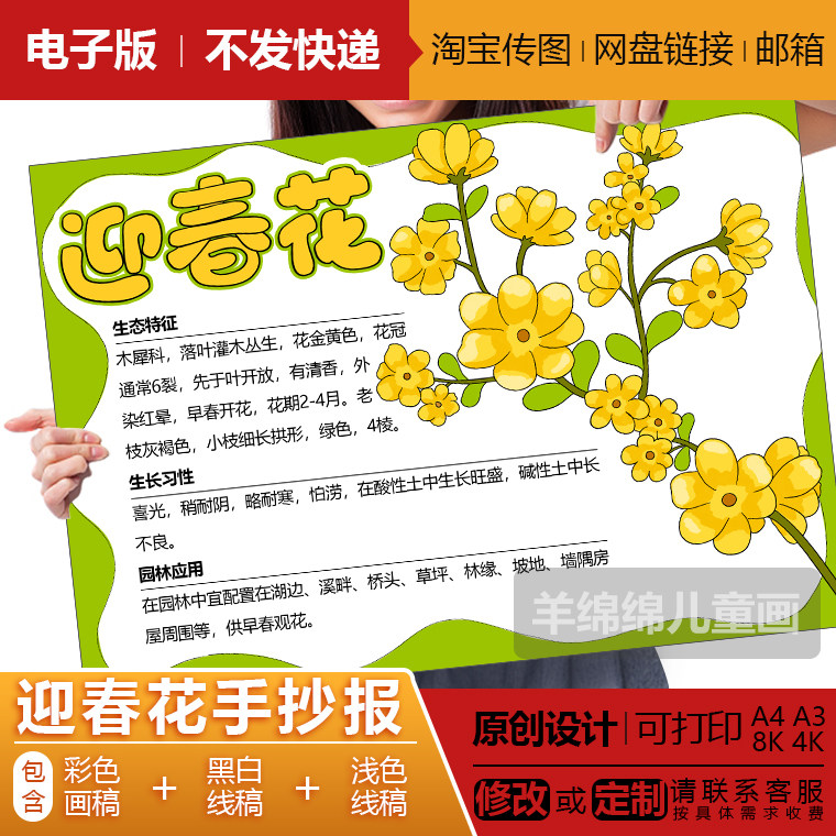 迎春花手抄报模板电子版黑白线稿打印涂色春天植物自然儿童绘画