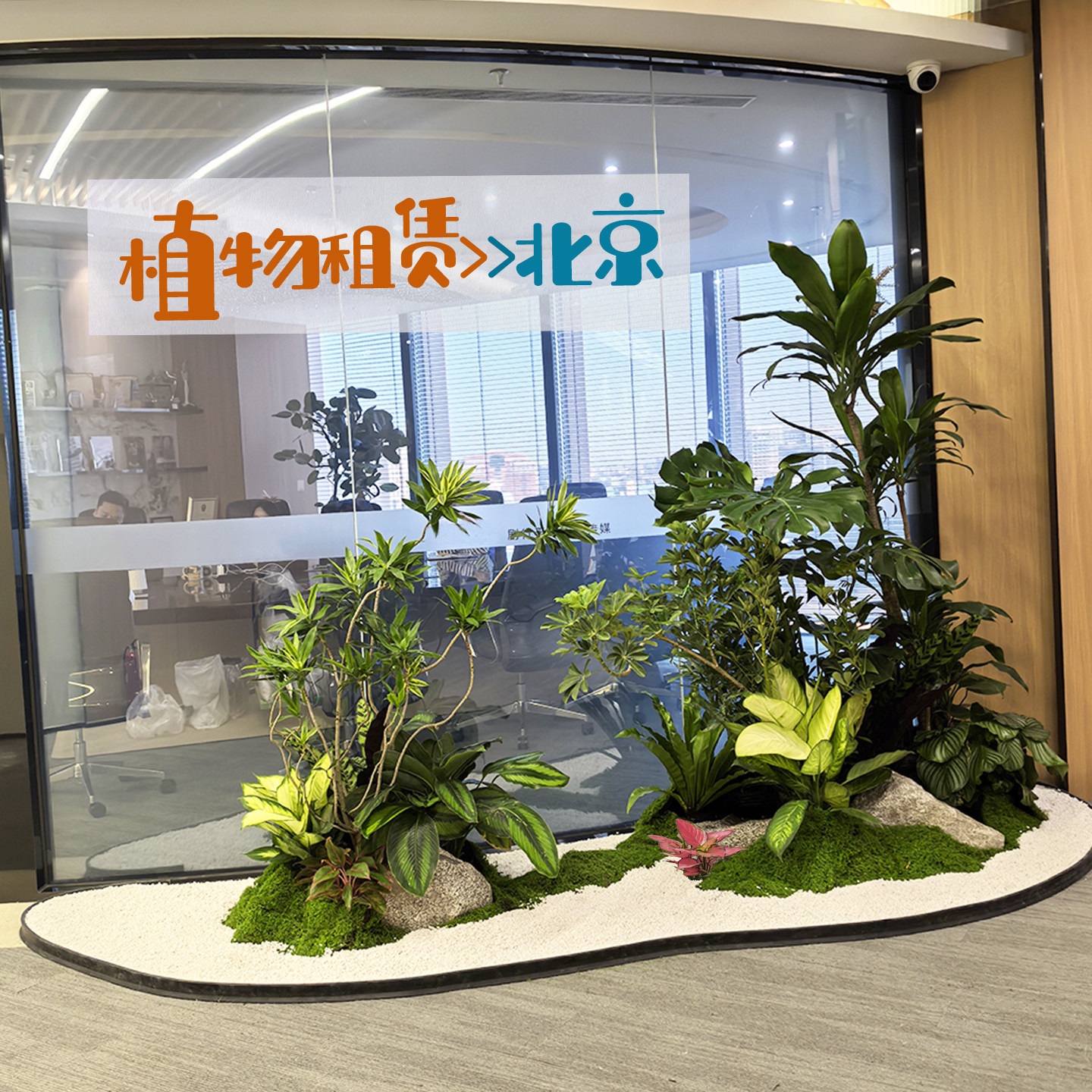 绿植租摆北京园艺公司办公室租大型花卉植物盆栽室内观赏绿植租赁