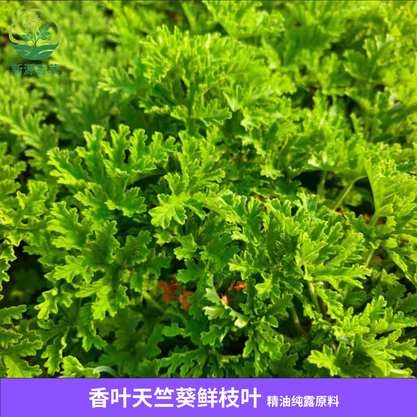 新鲜天竺葵枝叶 玫瑰气味 非食用 高温易发黄 纯露精油原料