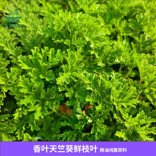 新鲜天竺葵枝叶 玫瑰气味 非食用 高温易发黄 纯露精油原料