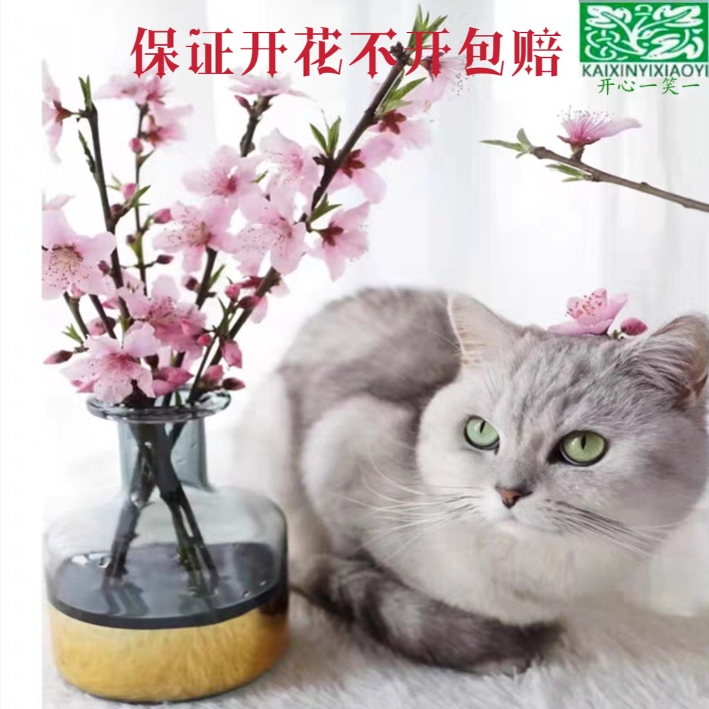 桃花鲜花鲜切枝家用店用氛围感招桃花粉色遇水开花全国包邮