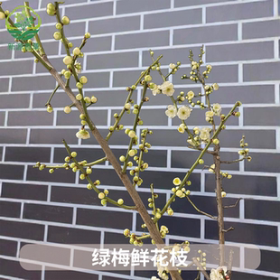 绿梅花枝带花苞绿梅真花枝泡水开花绿梅鲜切枝遇水开花