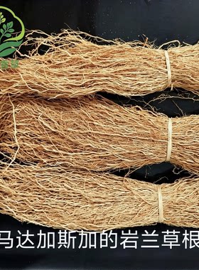 2025年马达加斯加岩兰草香根草纯露精油香薰原材料包邮
