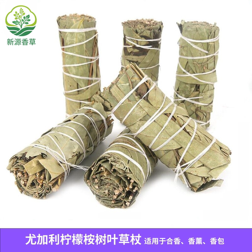 尤加利柠檬桉树叶植物草仗Eucalyptus robusta Smith烟熏净化空间
