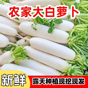 长阳高山大白萝卜当季新鲜包邮纯天然生吃甜脆农家蔬菜水果现发