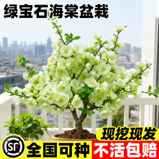 绿宝石海棠花苗盆栽老桩树苗四季重瓣大花北方种植好养花卉绿植物