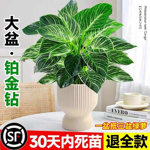铂金钻水培植物室内好养大叶金钻绿公主盆栽带花苞蔓绿绒花卉绿植