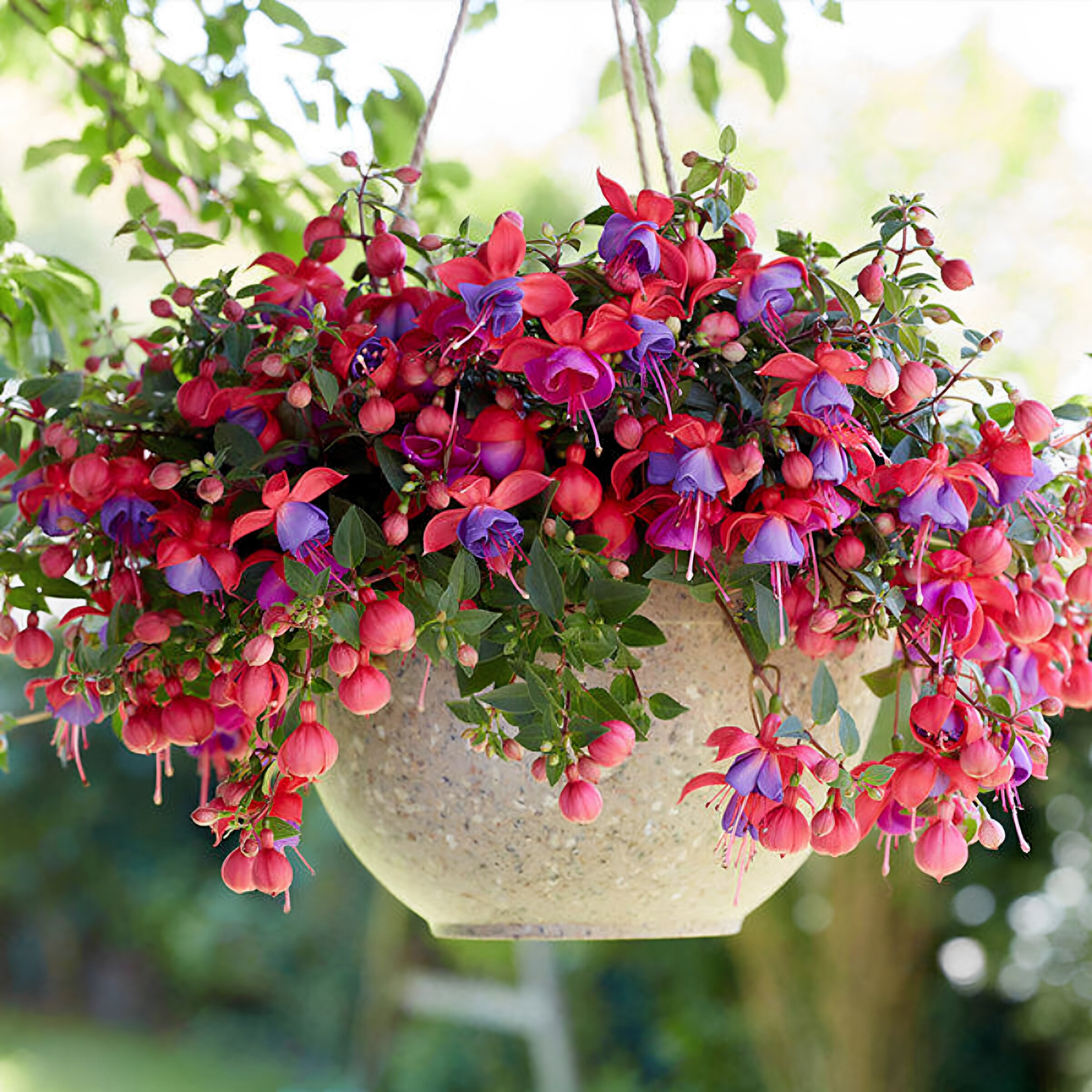 倒挂金钟盆栽灯笼花苗吊兰吊钟海棠灯笼海棠大苗当年开花四季开花