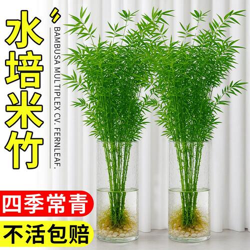 米竹水培植物室内盆栽水生富贵竹办公室绿植南天竹桌面懒人好养活