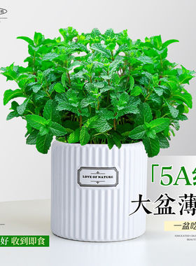 大盆薄荷盆栽大苗室内可食用迷迭香紫苏绿植香草驱蚊植物猫薄荷叶