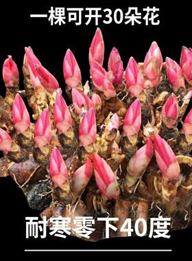 重瓣芍药花苗四季开花带芽大根块种球御前表演芍药多年生花卉盆栽
