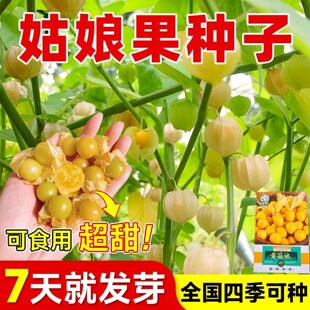 姑娘果种籽超甜特大果种子东北黄菇娘果阳台盆栽庭院奇异水果种孑