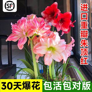 鬼魅朱顶红荷兰进口重瓣朱顶红种球精灵地栽球根观花植物盆栽花卉