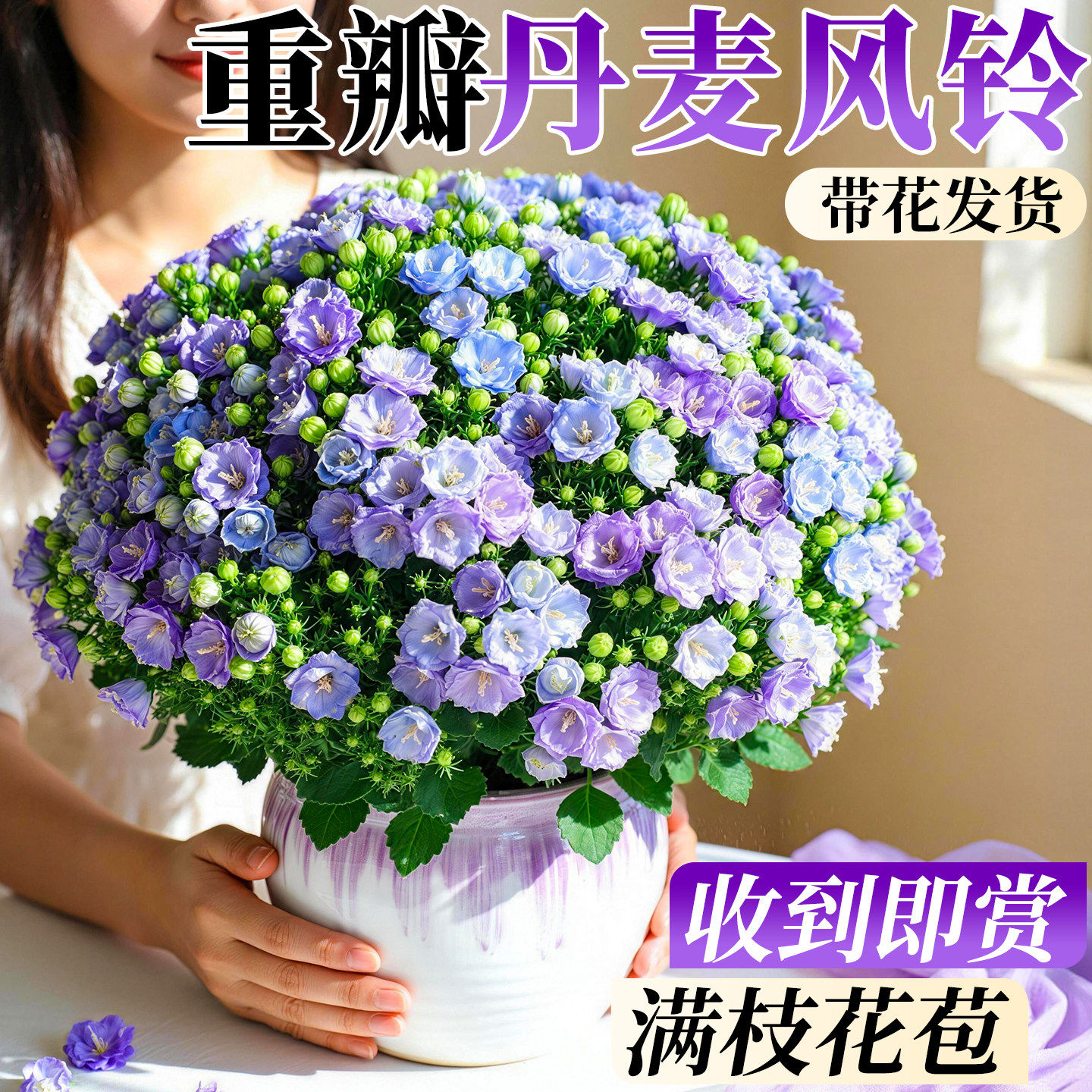丹麦风铃草重瓣花卉盆栽鲜花室内绿植懒人适合养的花阳台四季易活