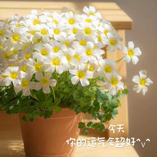 【粉色系合集】酢浆草种球/oxalis Blush三叶草幸运草多年生