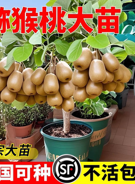 猕猴桃树果苗红心软枣徐香弥猴桃苗公母同株南方北方奇异果猕猴苗
