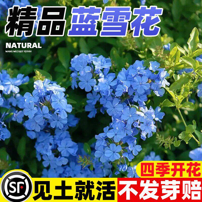 蓝雪花种子花籽花种种植开花易活爬藤阳台庭院太阳花盆栽花苗种籽