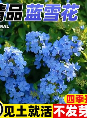 蓝雪花种子花籽花种种植开花易活爬藤阳台庭院太阳花盆栽花苗种籽