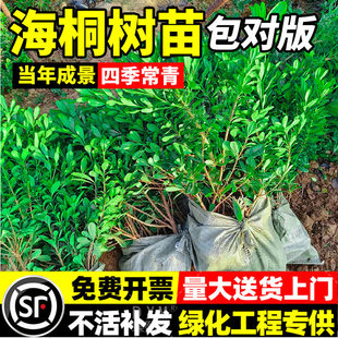 海桐树苗海桐球庭院行道围墙绿篱苗四季常青绿化气味芳香耐寒植物