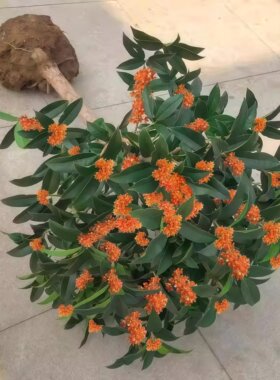 桂花树苗四季桂盆栽可食用开花不断室内阳台庭院浓香型花卉植物