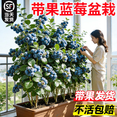 带果蓝莓树果苗盆栽特大号云南花香L25蓝莓苗室内外阳台果树果苗