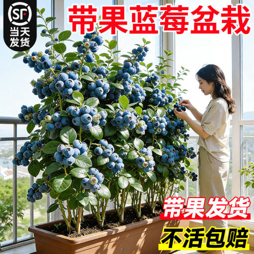 带果蓝莓树果苗盆栽特大号云南花香L25蓝莓苗室内外阳台果树果苗