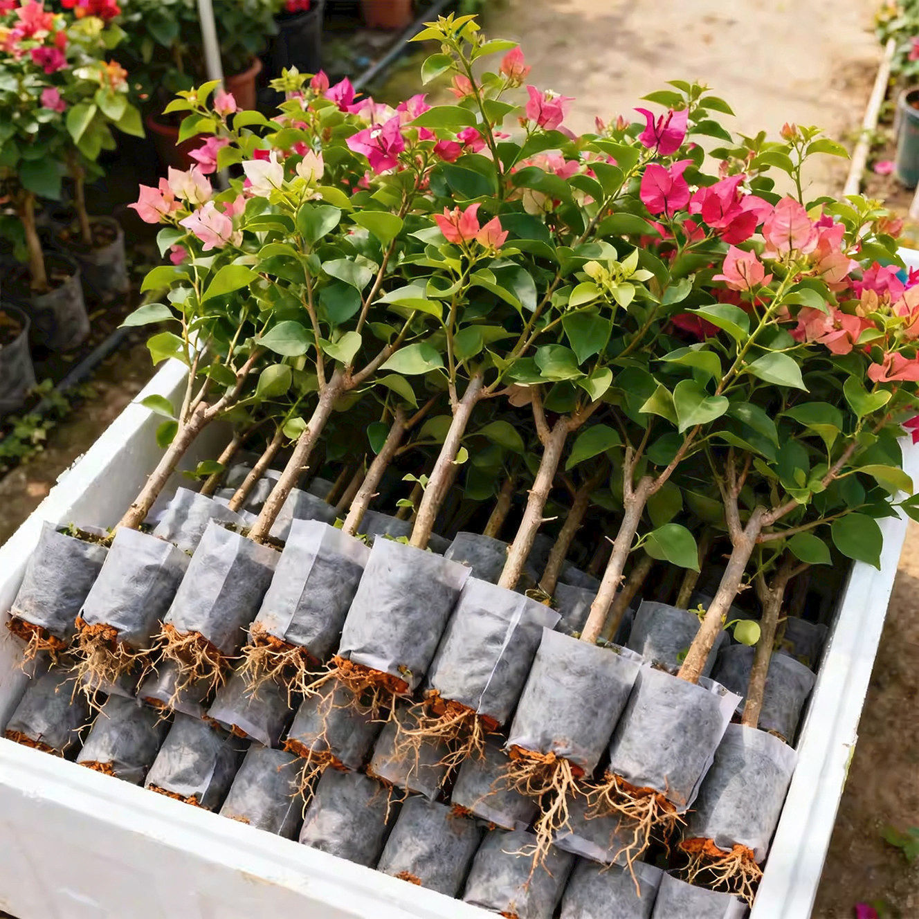 重瓣三角梅盆栽带花老桩大苗室内外爬藤植物红梅花卉四季多季开花