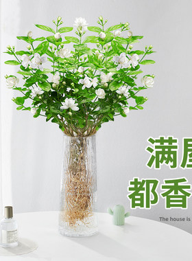 茉莉花水培植物盆栽带花苞