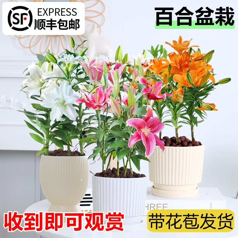 百合花盆栽带花苞重瓣香水百合情人节鲜花卉绿植物室内客厅四季开图片