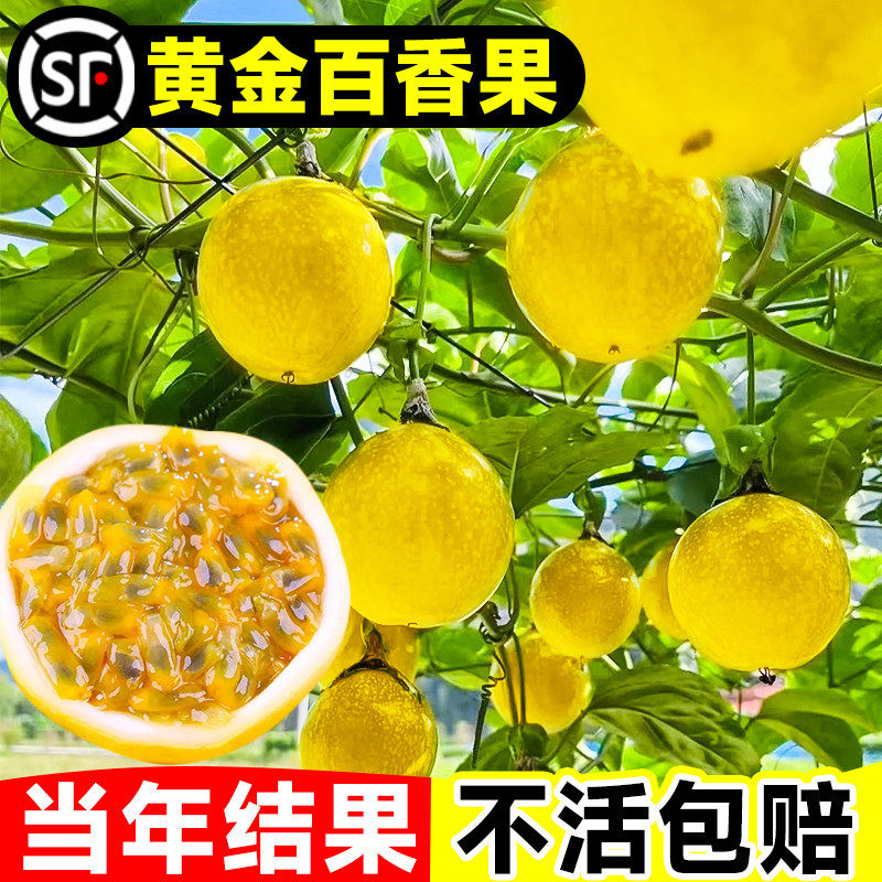 黄金百香果树百香果苗四季不断结果钦蜜9号嫁接树苗南方种植盆栽图片