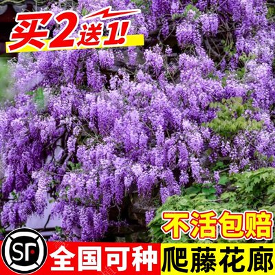 紫藤萝爬藤植物阳台庭院围墙四季盆栽绿植紫藤树苗攀援紫藤花苗