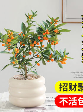 金豆盆景老桩小盆栽树苗带果冬季耐寒植物绿植花卉招财旺财年宵花