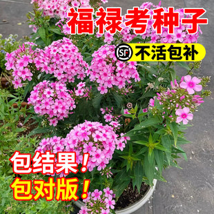 福禄考花种四季播种花卉植物室内花盆栽草花籽阳台易成活花种籽子
